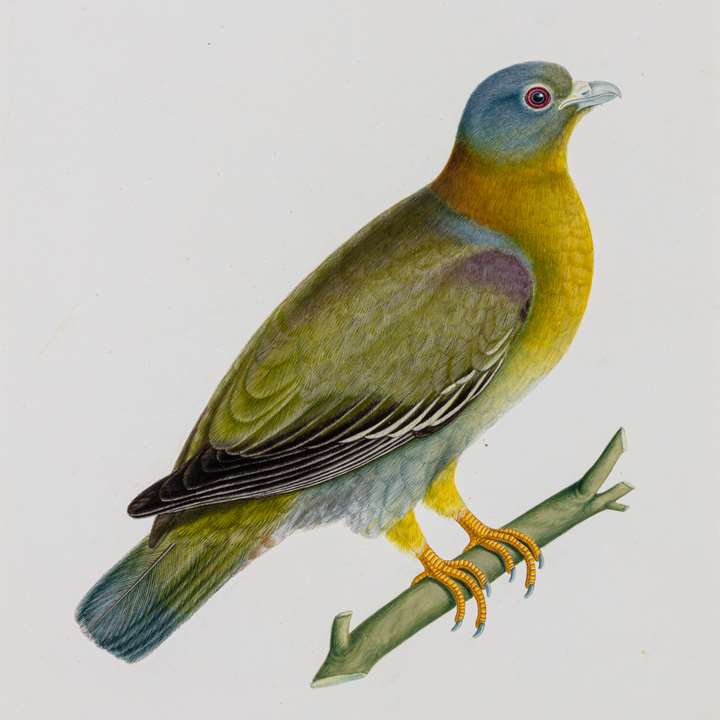 A Study of a Male Yellow-Footed Green Pigeon (Treron phoenicoptera)